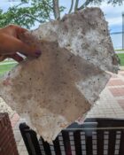 PXL_20240625_142810502