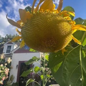 A Summer Sunflower